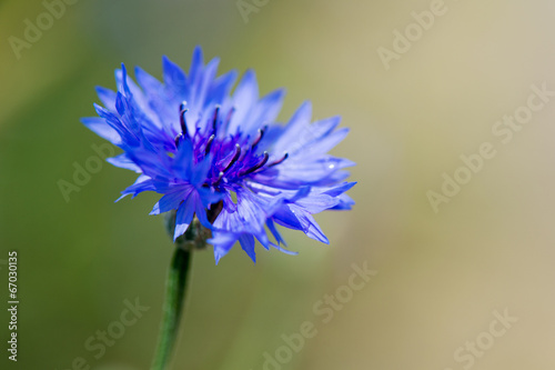 Blue cornflower photo