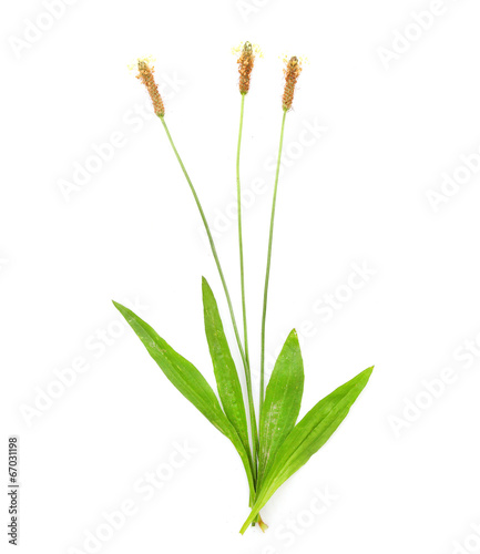 Bilde på lerret The Ribwort plantain (Plantago lanceolata).