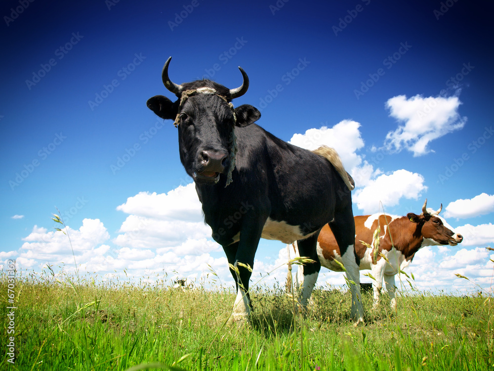 Bull on a green summer meadow