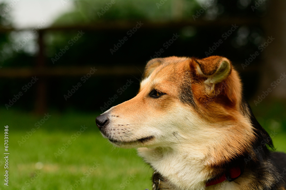 Dog watching other dogs play