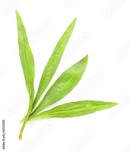 Fototapeta Naklejka Na Ścianę i Meble -  The Ribwort plantain (Plantago lanceolata).