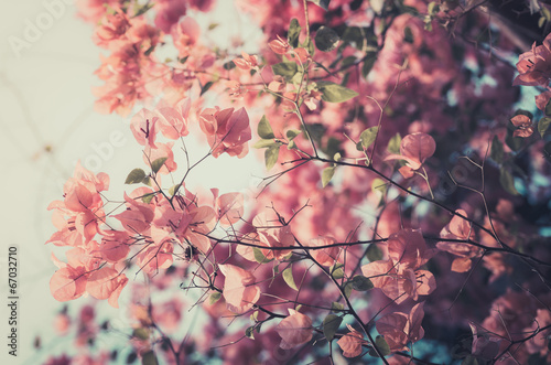 Paper flowers or Bougainvillea vintage