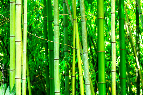 In a bamboo forest #67033302