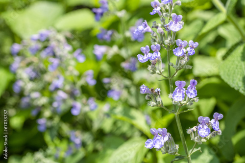 Wallpaper Mural キャットミントの花 Torontodigital.ca