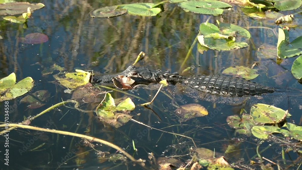 American Alligator in the Everglades National Park.USA American Alligator in the Everglades National Park.USA