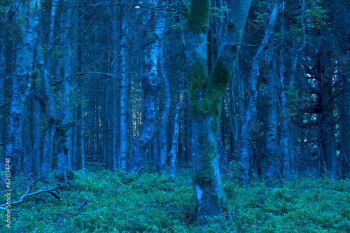 blue forest at dawn in nature area Eifel, Germany