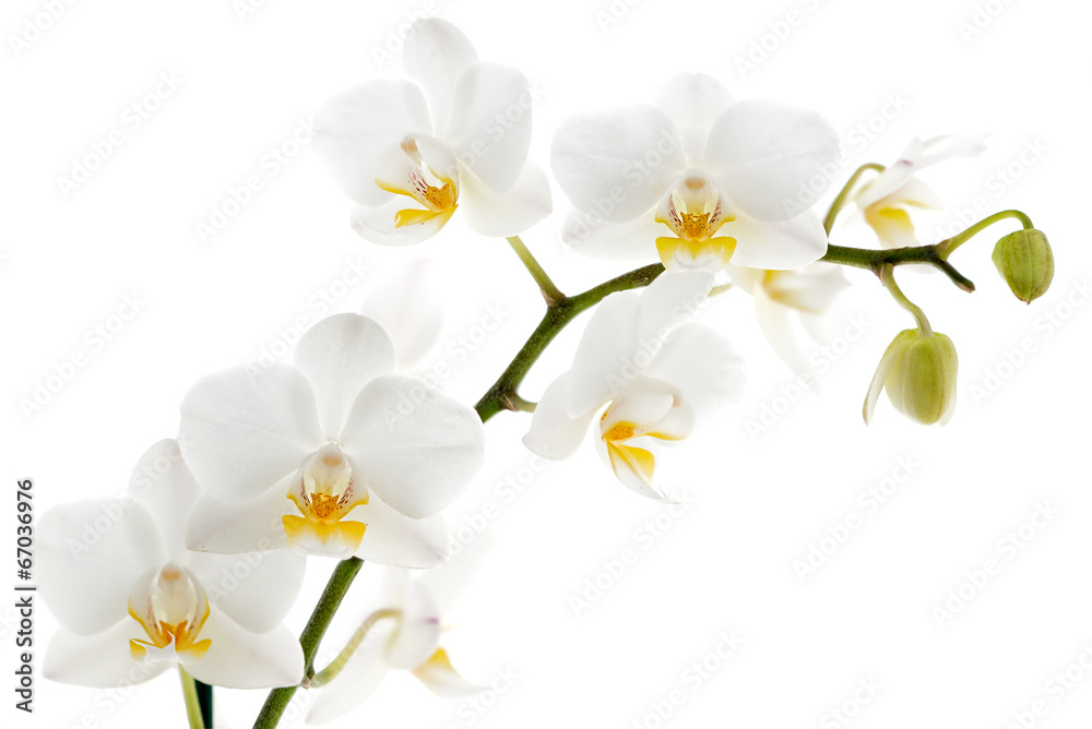 Fototapeta premium Biała orchidea odizolowywająca na bielu