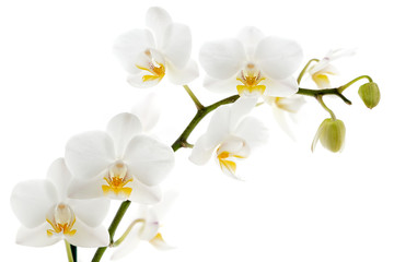 White orchid isolated on white