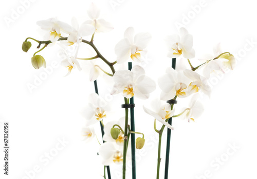 Fototapeta Naklejka Na Ścianę i Meble -  White orchid isolated on white