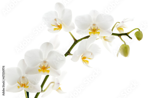 Fototapeta Naklejka Na Ścianę i Meble -  White orchid isolated on white