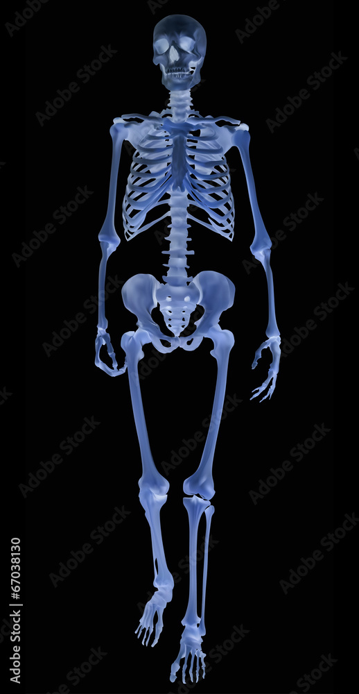 blue human skeleton isolated on black illustration blue human skeleton isolated on black illustration