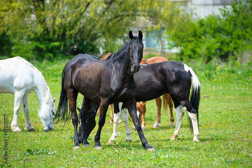 Horse in meadow. Summer day