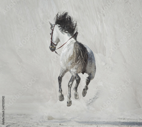 Fototapeta Naklejka Na Ścianę i Meble -  Photo presenting the galloping horse
