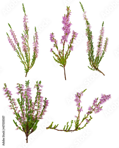 set of five pink blossoming heather branches photo