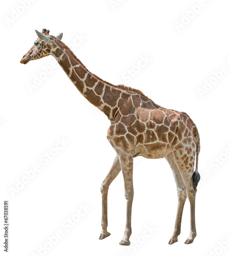 large isolated on white giraffe