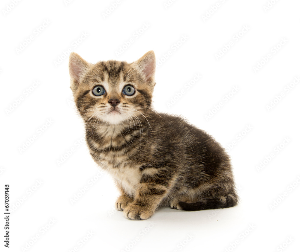 Cute tabby kitten on white Cute tabby kitten on white
