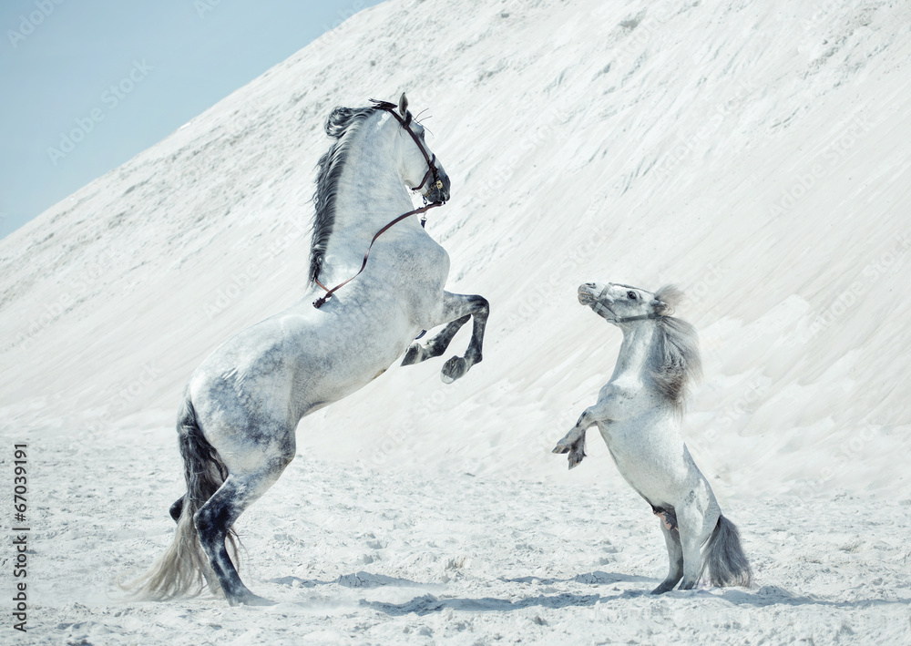 Fototapeta premium Bajeczna scena skaczących koni