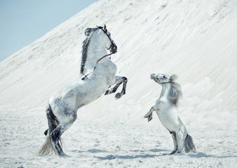 Fabulous scene of the jumping horses