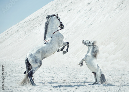 Fabulous scene of the jumping horses © konradbak