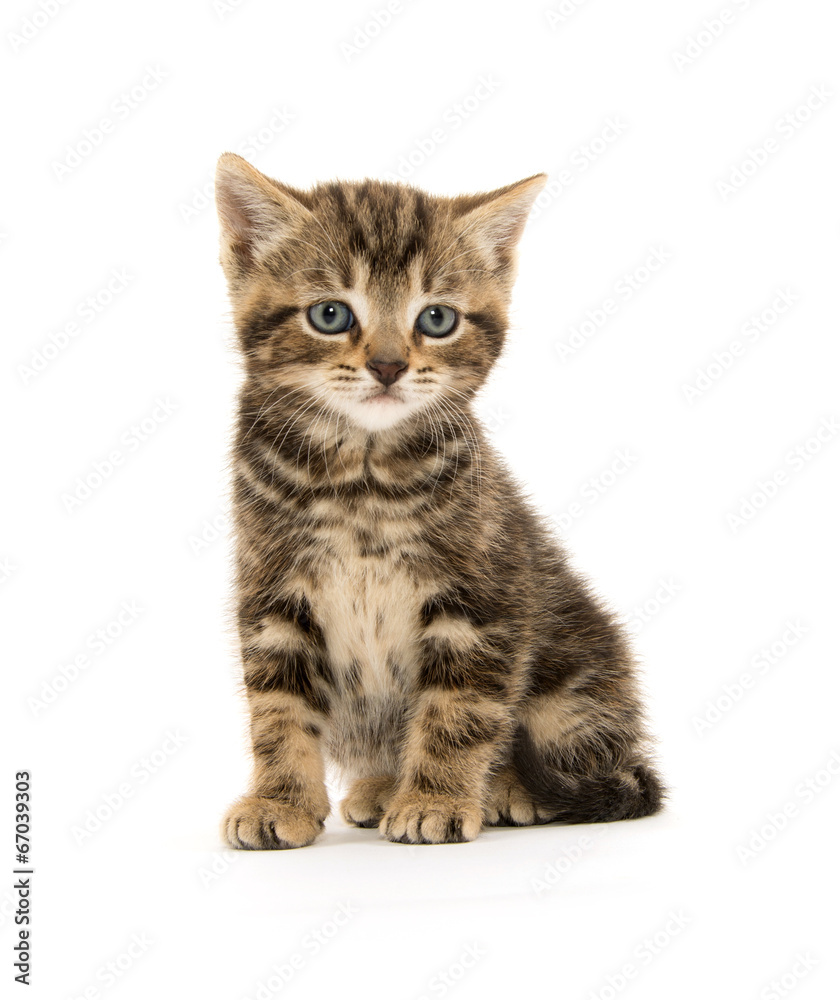 Obraz premium Ładny kotek Mora na białym tle