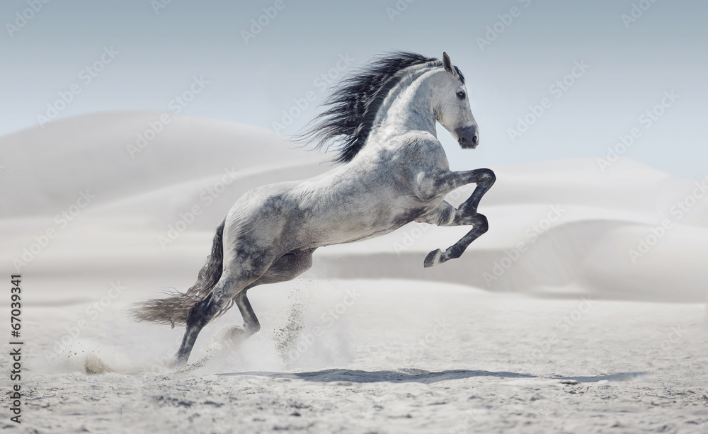Picture presenting the galloping white horse - obrazy, fototapety, plakaty 