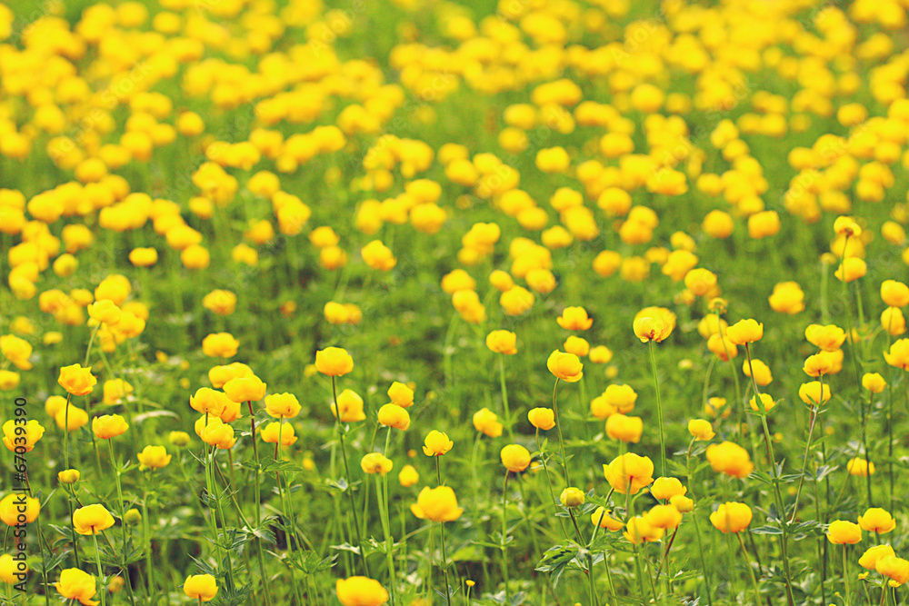 Fototapeta premium buttercup yellow flowers field