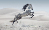 Picture presenting the galloping white horse