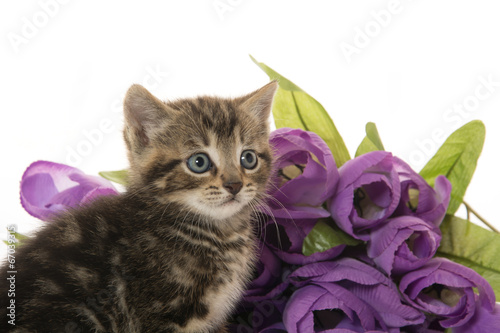 Fototapeta Naklejka Na Ścianę i Meble -  Cute kitten with purple flowers