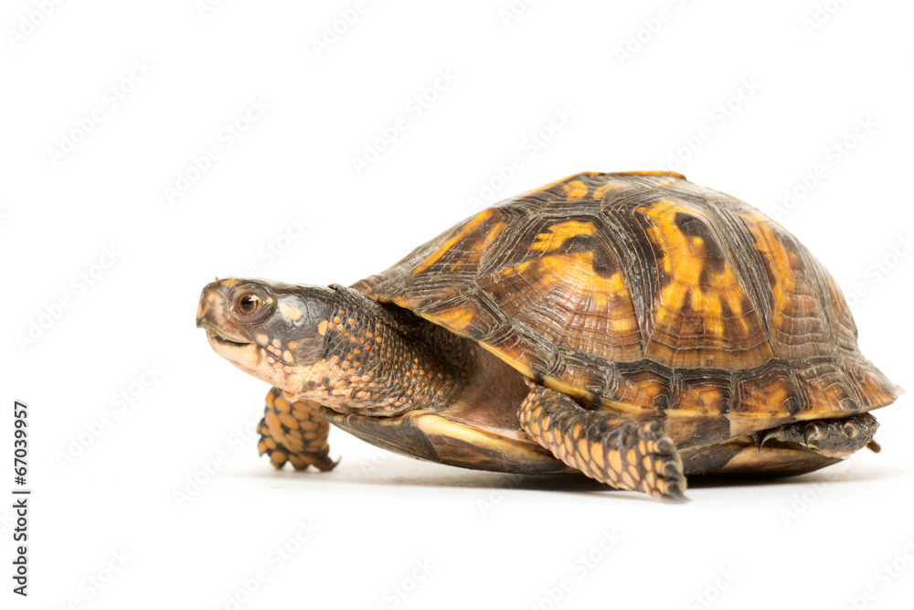 Naklejka premium Eastern box turtle