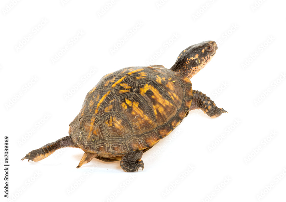 Fototapeta premium Eastern box turtle