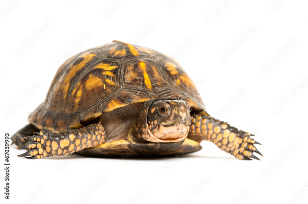 Obraz premium Eastern box turtle