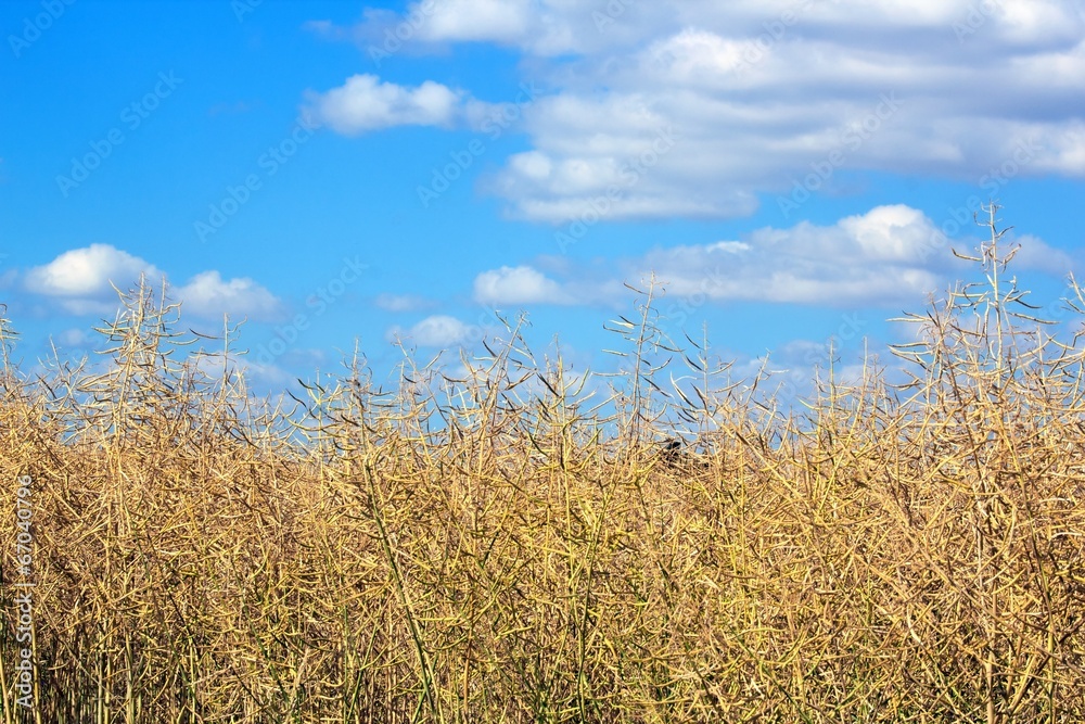 Fototapeta premium champ de colza sur ciel bleu d'été