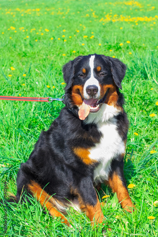 dog breed Bernese mountain sitting and smiling