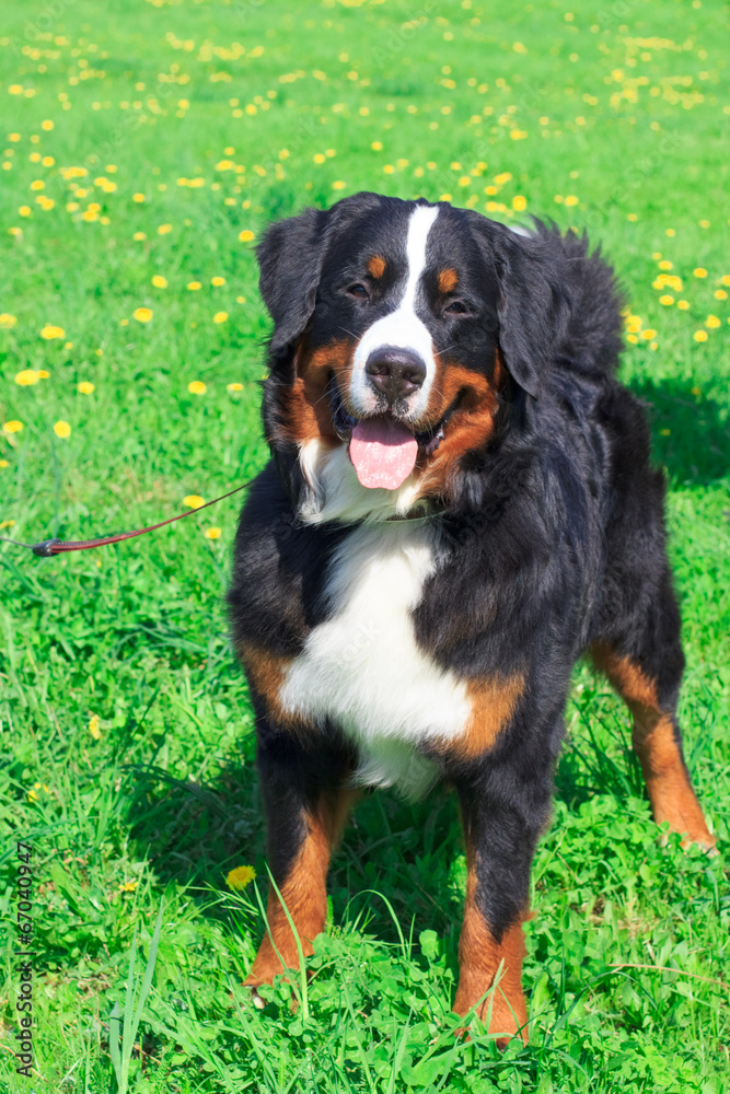 dog breed Bernese mountain standing and smiling