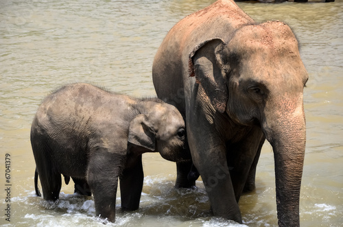 Photography Srilanka elephants in the river