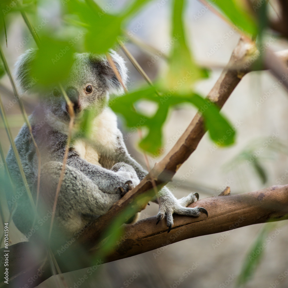 Naklejka premium Koala on a tree with bush green background