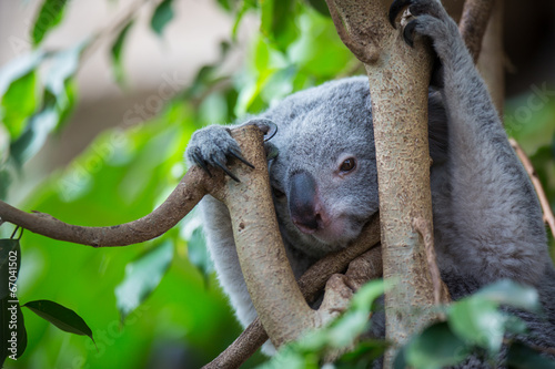Fototapeta Naklejka Na Ścianę i Meble -  Koala on a tree with bush green background