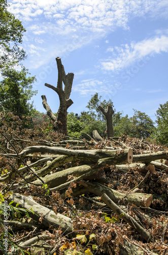 Sturmschaeden in Essen, Deutschland, Sommer 2014 photo