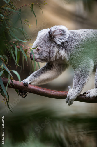 Fototapeta Naklejka Na Ścianę i Meble -  Koala on a tree with bush green background