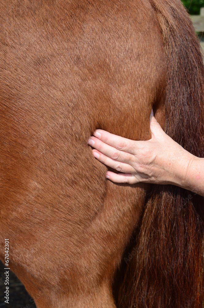 Fototapeta premium Horse shiatsu massage