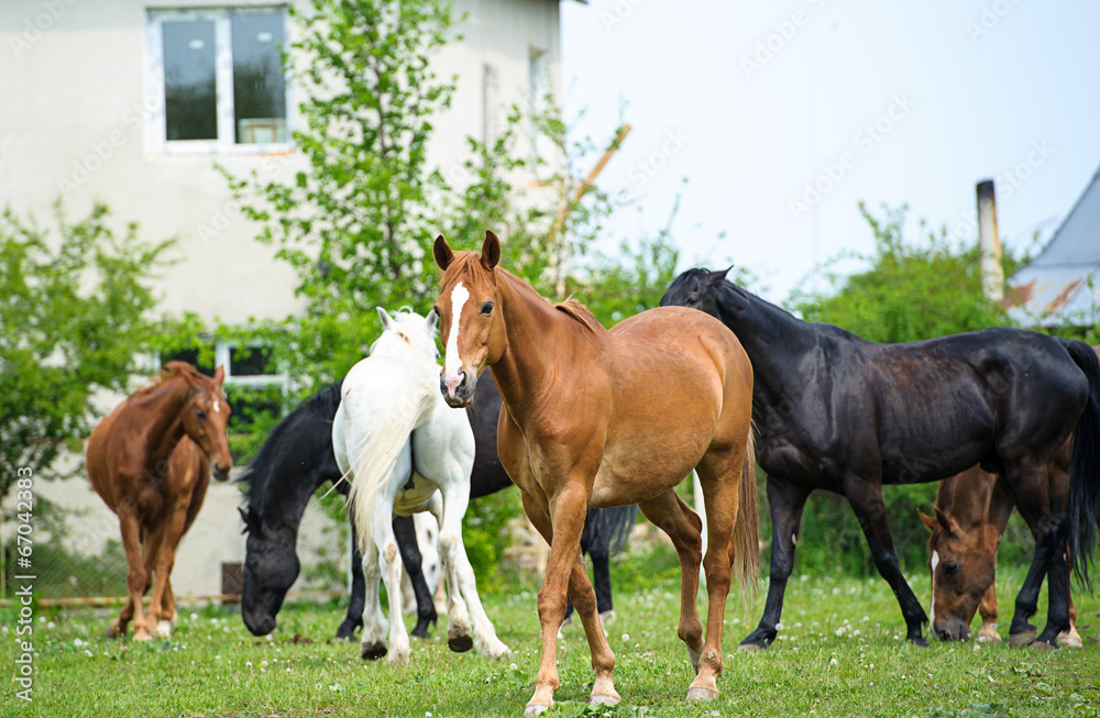 Fototapeta premium Horse in meadow. Summer day
