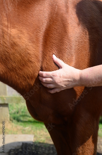 Horse shiatsu massage to neck