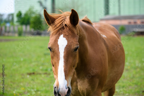 Horse in meadow. Summer day