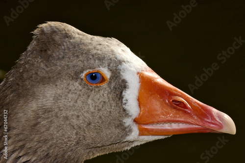 brown duck whit blue eye © lkpro