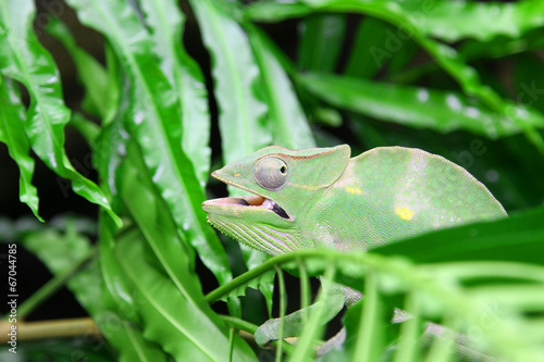 Great Green Chameleon camouflages itself in the midst of the gre