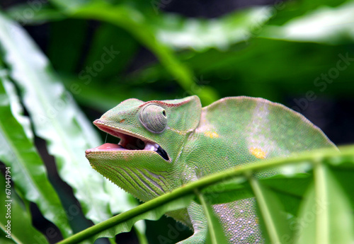 Chameleon camouflages itself in the midst of the green leaves an