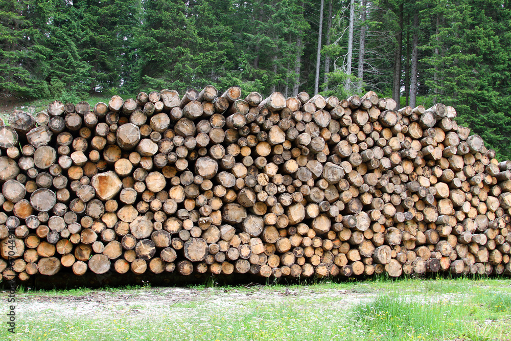 logs cut by loggers in the mountains for the furniture industry