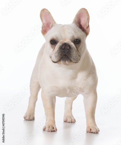 french bulldog © Willee Cole