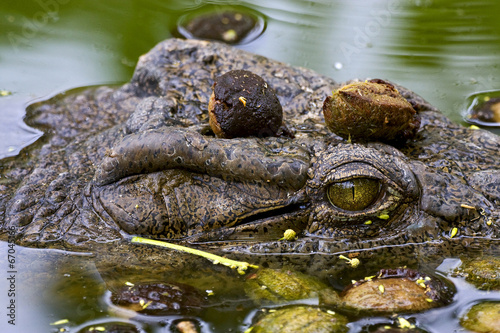 crocodile in the water in madagascar,nosy be photo