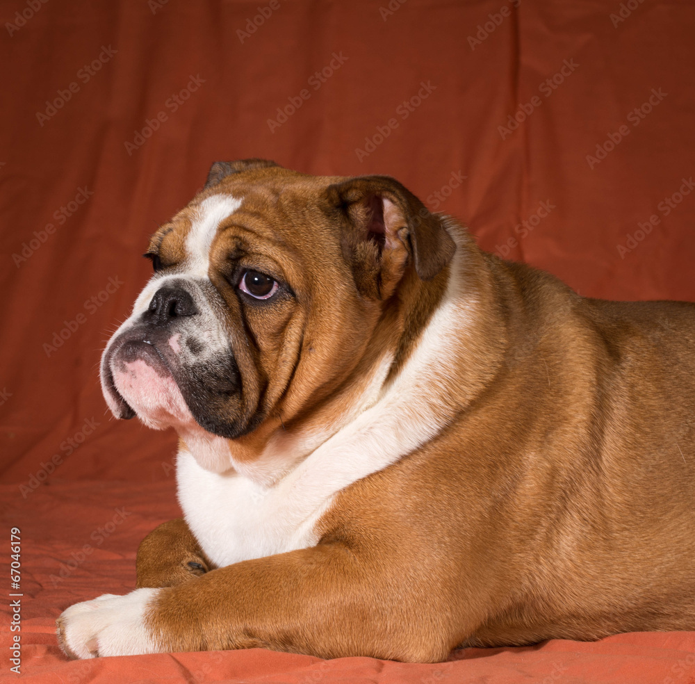 english bulldog puppy